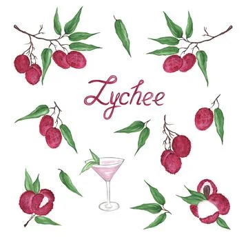 Set - berries, bright pink lychee fruits, with a stone, on a branch with gree Illustrazione stock