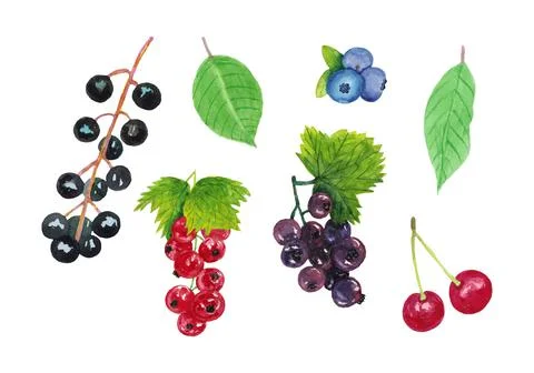 Set with berries. Currant, cherry, blueberry, bird cherry and leaves. Stock Illustration