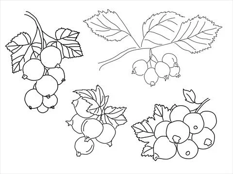 Set of berries in the doodle style Stock Illustration