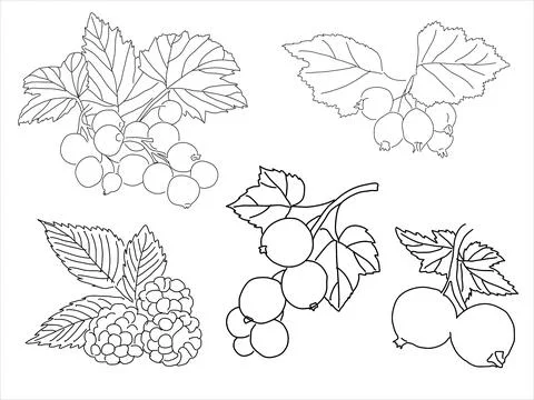 Set of berries in the doodle style Stock Illustration
