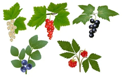 Set of berries Stock Illustration