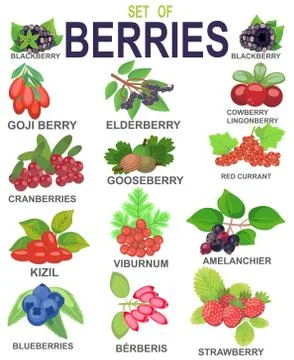 SET OF BERRIES Stock Illustration