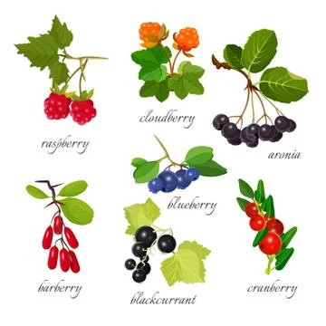 Set of berries with leaves botanical vector illustration. Stock Illustration