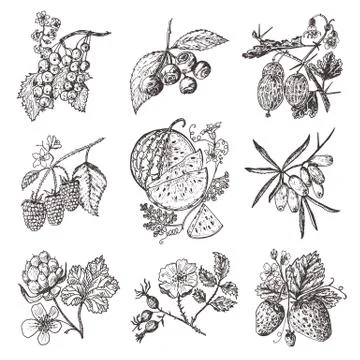 Set berries. raspberry, blueberry, sea buckthorn, red currants, strawberry Stock Illustration