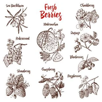 Set berries. raspberry, blueberry, sea buckthorn, red currants, strawberry 스톡 일러스트