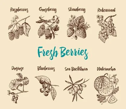 Set berries. raspberry, blueberry, sea buckthorn, red currants, strawberry 스톡 일러스트