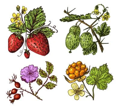 Set berries. raspberry, blueberry, sea buckthorn, red currants, strawberry 스톡 일러스트