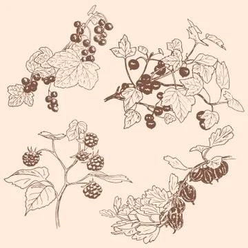 	Set of berries. red currant, black currunt, raspberry, gooseberry. Hand drawn  Stock Illustration