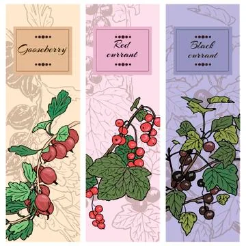 Set of berries. red currant, black currunt, gooseberry. Hand drawn banners Stock Illustration