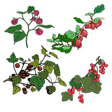 Set of berries. red currant, black currunt, raspberry, gooseberry.  Stock Illustration