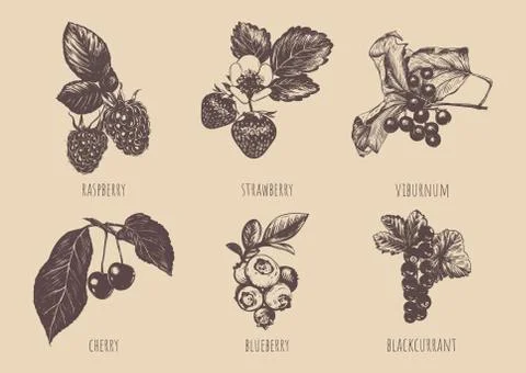 Set of berries vector illustration. Stock Illustration