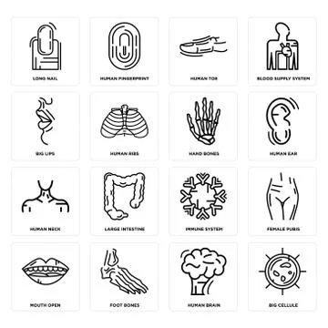 Set of Big Cellule, Human Brain, Mouth Open, Immune System, Neck, Hand Bones, 무료 스톡 일러스트