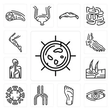 Set of Big Cellule, Human Eye, Foot, Artery, Immune System, Men Knee, Digesti Selección de ilustraciones gratis