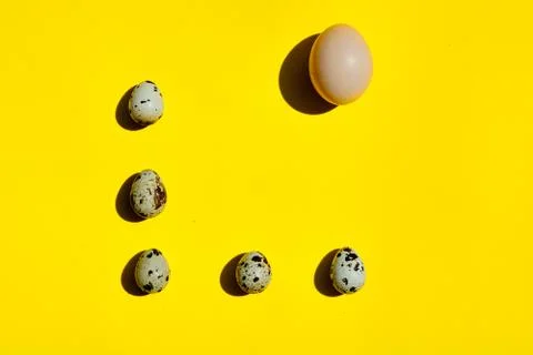 Set of big chicken egg and small quail eggs in a row on a yellow background. 写真素材