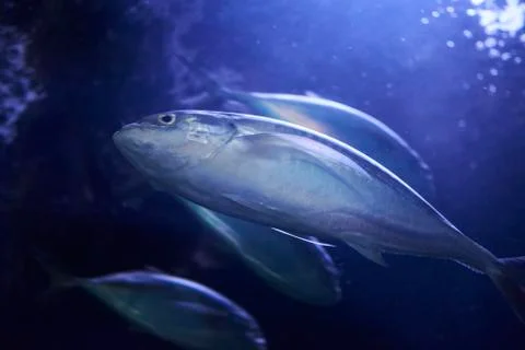Set of big fish in the ocean Stock Photos