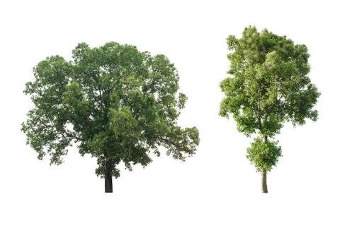 Set of big tree isolated on white background. Stock Photos