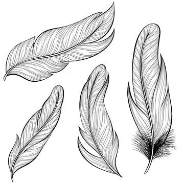 Set of bird feathers Stock Illustration