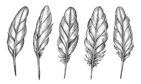 Set bird feathers isolated. Hand drawn bird plumage and quill. Sketch vector Stock Illustration