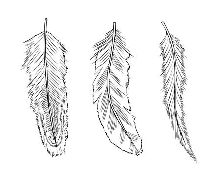 Set of bird Feathers. Vector illustration of Plume painted by black inks in line Stock Illustration