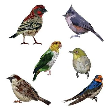 Set of bird icons 스톡 일러스트