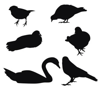 Set of bird silhouettes Illustration