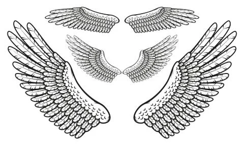 Set of bird wings with finely drawn feathers Stock Illustration