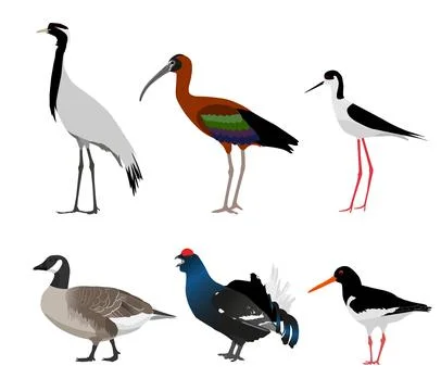 Set of birds isolated on white background Stock Illustration