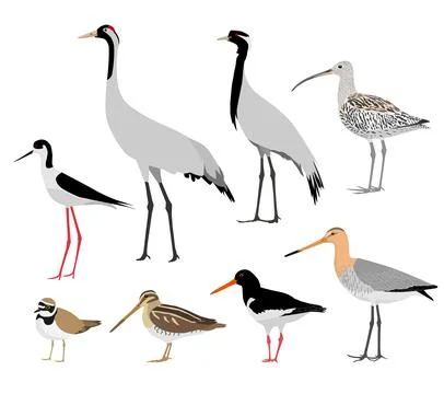 Set of birds isolated on white background. Vector illustration Stock Illustration