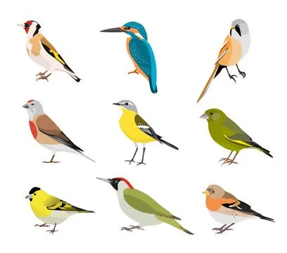 Set of birds isolated on white background Stock Illustration
