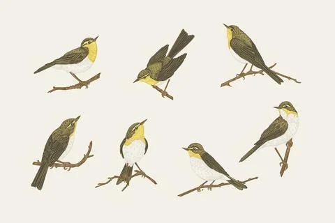 Set with birds. Willow warblers. Stock Illustration