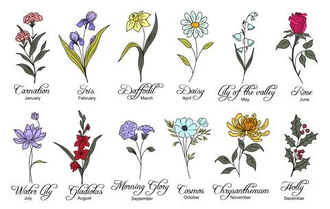 Set of birth month flowers vector illustrations. Stock Illustration