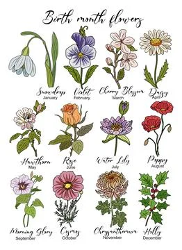 Set of Birth month flowers vector illustrations. Stock Illustration