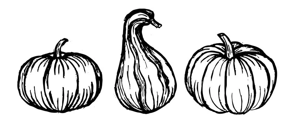 Set of Black and white drawing of pumpkins with leaves in vintage style for Stock Illustration