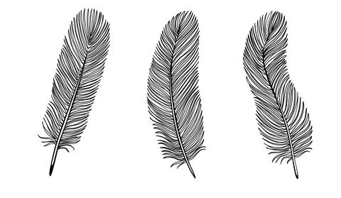 Set of Black and White Feather. Stock Illustration