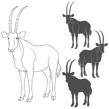 Set of black and white illustrations with oryx antelope. Stock Illustration