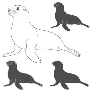 Set of black and white illustrations with a fur seal. Isolated vector objects. Stock Illustration