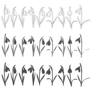 Set of black and white illustrations with snowdrops. Stock Illustration