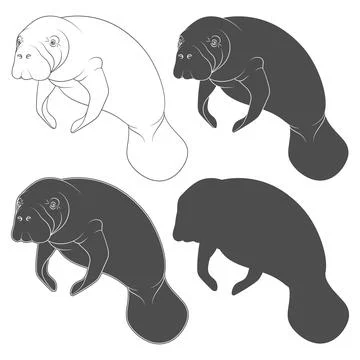 Set of black and white illustrations with manatee, a sea cow. Stock-Illustration