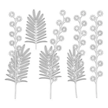 Set of black and white illustrations with mimosa flowers. Stock Illustration