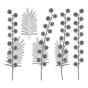 Set of black and white illustrations with mimosa flowers. Stock Illustration