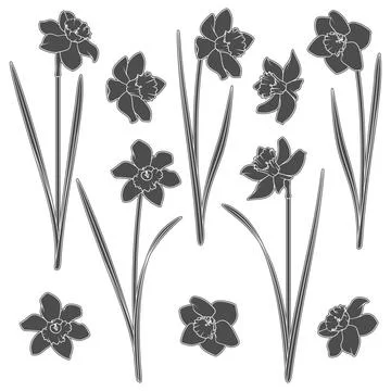 Set of black and white illustrations with a narcissus. Isolated vector objects. Illustrazione stock