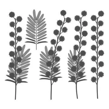 Set of black and white illustrations with mimosa flowers. Stock Illustration