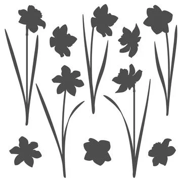 Set of black and white illustrations with a narcissus. Stock Illustration