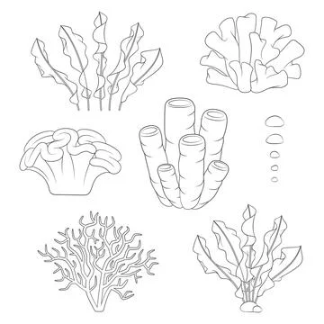 Set of black and white illustrations with corals and algae. Stock Illustration