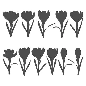 Set of black and white illustrations with crocus flowers, saffron. Stock Illustration