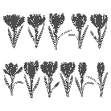 Set of black and white illustrations with crocus flowers, saffron. Stock Illustration