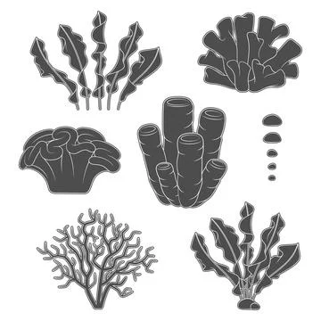 Set of black and white illustrations with corals and algae. Stock Illustration