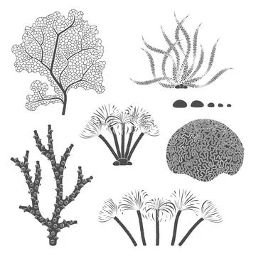 Set of black and white illustrations with corals and algae. Stock Illustration
