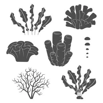 Set of black and white illustrations with corals and algae. Stock Illustration