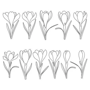 Set of black and white illustrations with crocus flowers, saffron. Stock Illustration